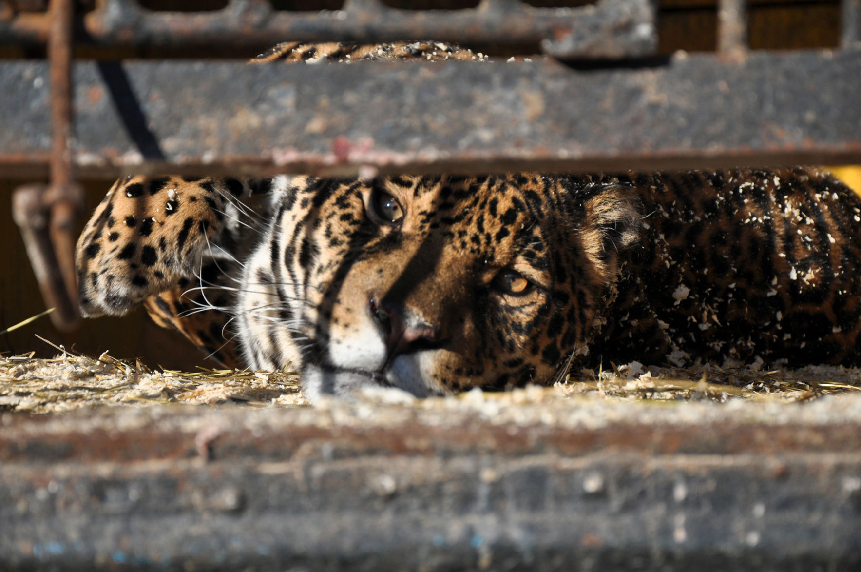 Research and beware of animal tourism